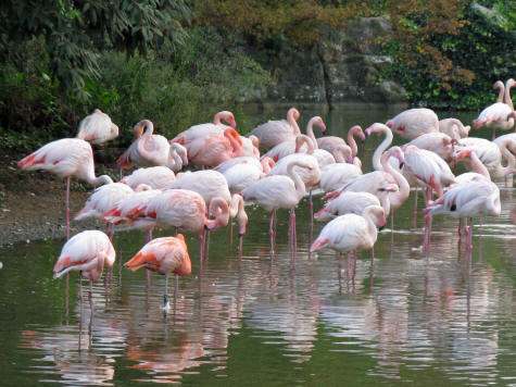 Lyon Zoo